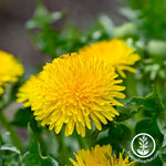 True wild Dandelion Seeds