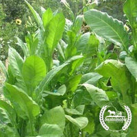 Del Gold Tobacco Seeds