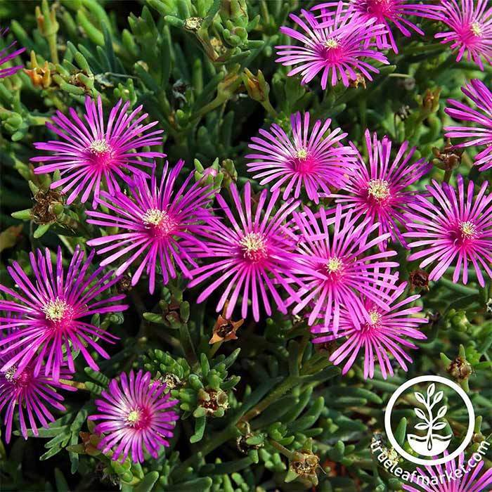 Delosperma Ice Plant Flower Seeds