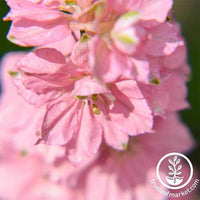 Delphinium Magic Fountains Series Cherry Blossom Seed