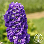 Delphinium Magic Fountains Series Lavender Seed