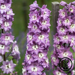 Delphinium Magic Fountains Series Lilac Pink Seed