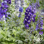Delphinium Magic Fountains Series Sky Blue Improved Seed