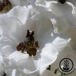 Delphinium Magic Fountains Series White Dark Bee Seed