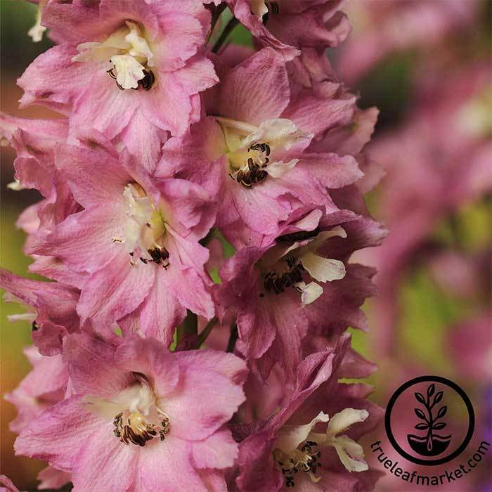 Delphinium Pacific Giant Series Astolat Seed