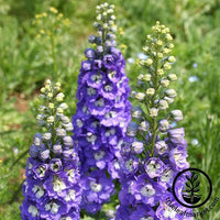 Delphinium Pacific Giant Series Blue Bird Seed