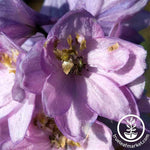 Delphinium Pacific Giant Series Guinevere Seed