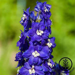 Delphinium Pacific Giant Series King Arthur Seed