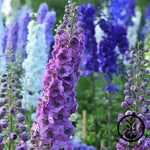 Delphinium Pacific Giant Series Round Table Mix Seed