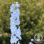 Delphinium Pacific Giant Series Summer Skies Seed