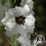 Delphinium Magic Fountains Series White White Bee Seed