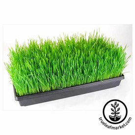 Tray of Wheatgrass