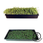 Microgreens Ready to Harvest