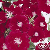 Dianthus chinensis x barbatus Floral Lace True Rose