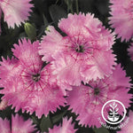 Dianthus Floral Lace Series Light Pink Seed
