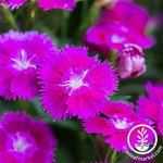 Dianthus Floral Lace Series Lilac Seed