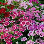 Dianthus Floral Lace Series Mix Seed