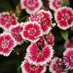 Dianthus Floral Lace Series Violet Picotee Seed