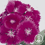 Dianthus Floral Lace Series Picotee Seed