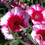 Dianthus Super Parfait Series Raspberry Seed