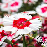 Dianthus Super Parfait Series Red Peppermint Seed