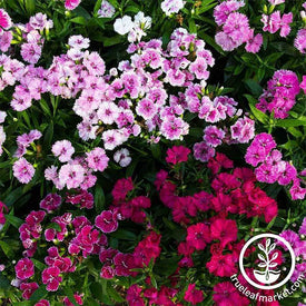 Dianthus Flower Seeds | Perennial Flower Garden - AKA: Cottage Pinks ...