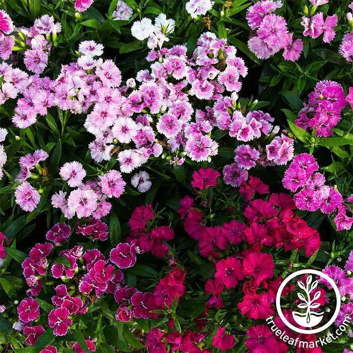 Dianthus Flower Seeds - Telstar Series Mix | Hybrid Flower Garden Seed ...