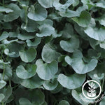 Dichondra Silver Falls Seed