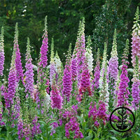 Digitalis Foxglove Mixed Color Seed