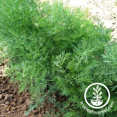 Dill, Dukat Herb Seeds