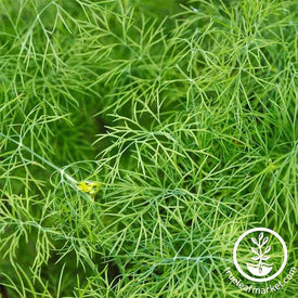 Dill - Dwarf Fern leaf Herb Seed