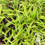 dill microgreens close up