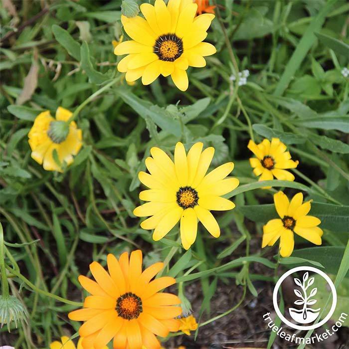 Fruit Twist Calendula Seeds - Annual Flower Seeds