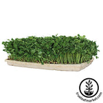 True Micro Tray - ECO Compostable Trays Microgreen peas