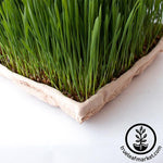 True Micro Tray - ECO Compostable Trays close up grass growing