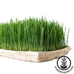 True Micro Tray - ECO Compostable Trays Growing Wheatgrass