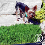 Ozzy Pawsborne Prints of Barkness caught red handed snacking on wheatgrass