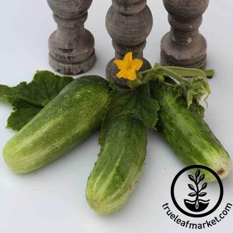 Double Yield Cucumber Seeds