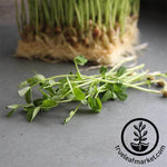 Pea Dun Microgreens Seeds Hydroponic