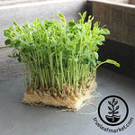 Pea Dun Microgreens Seeds Hydroponically Grown