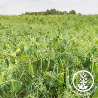 Dundale Pea Cover Crop Seed