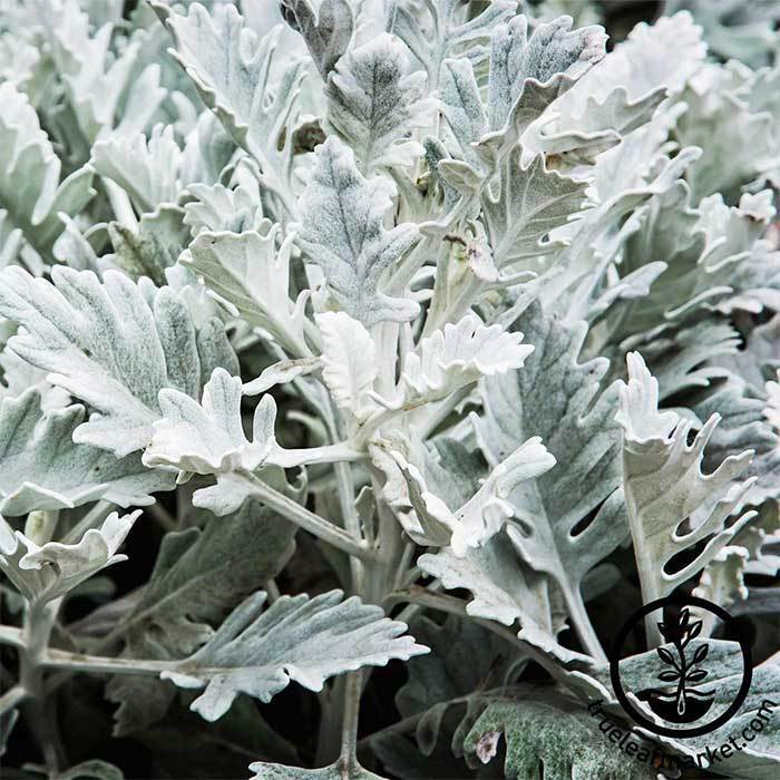 dusty miller