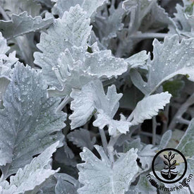 Dusty Miller New Look Seeds