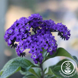 Heliotrope Flower Garden Seeds - Marine