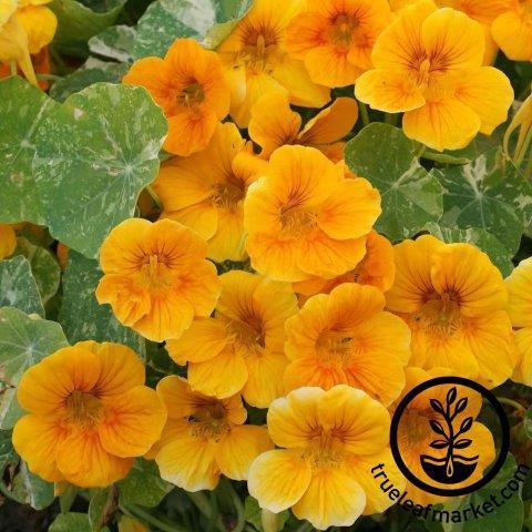 Nasturtium Seeds - Alaska Gold Dwarf