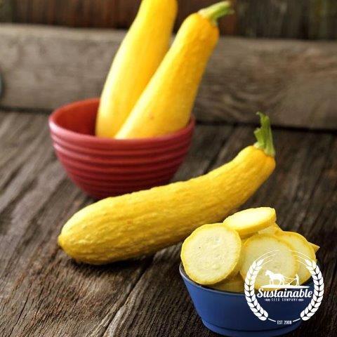 Organic Early Prolific Straightneck Summer Squash Seeds