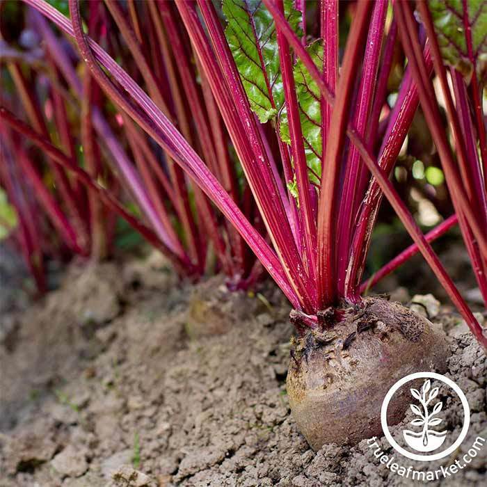 Beet - Early Wonder Tall Top Garden Seeds