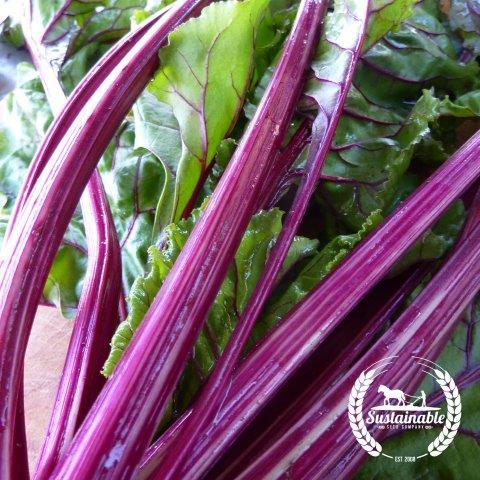 Organic Early Wonder Tall Top Beets Seeds