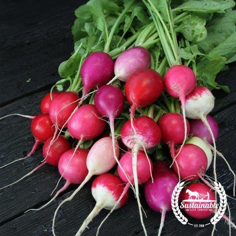 Easter Egg Organic Radish Seeds