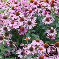 Echinacea Bravado Seed